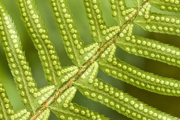 Issaquah, Washington State, USA. Underside of a western sword fern (Polystichum munitum)