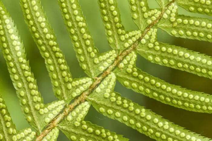 Framed Print : Issaquah, Washington State, USA. Underside of a western sword fern (Polystichum munitum) Framed Print : Issaquah, Washington State, USA. Underside of a western sword fern (Polystichum munitum)