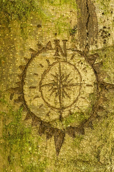 Issaquah, Washington State, USA. Carving of a compass on a moss-covered tree