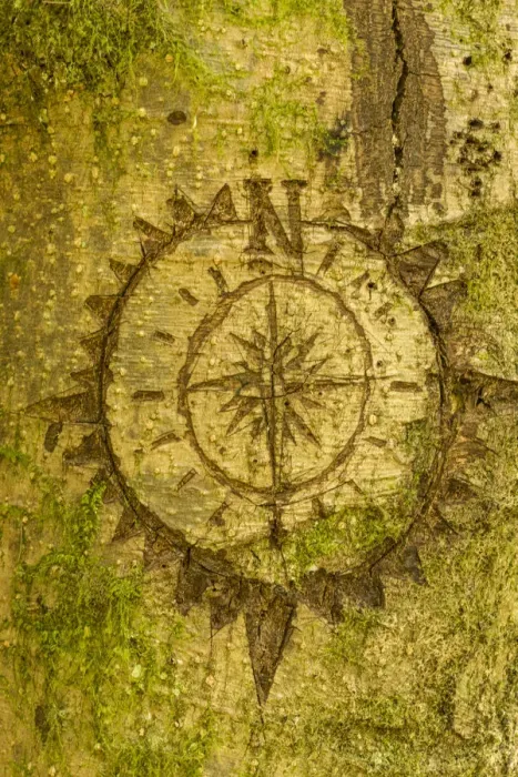 Framed Print : Issaquah, Washington State, USA. Carving of a compass on a moss-covered tree Framed Print : Issaquah, Washington State, USA. Carving of a compass on a moss-covered tree