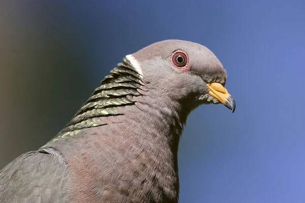 Issaquah, Washington State, USA. Band-tailed Pigeon (Columba fasciata) close-up of head