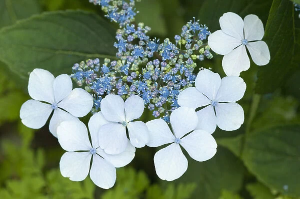 Issaquah, Washington State, USA. Bluebird hydrangea shrub in bloom