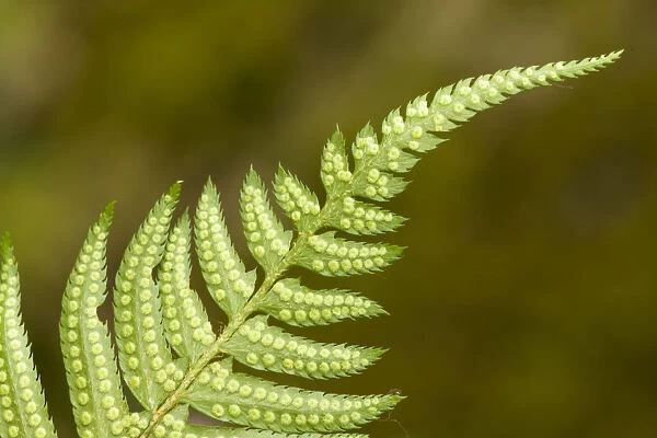 Issaquah, Washington State, USA. Underside of a western sword fern (Polystichum munitum)