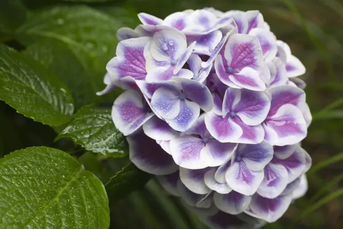 Framed Print : Issaquah, Washington State, USA. Buttons N Bows hydrangea close-up in a shady flower garden