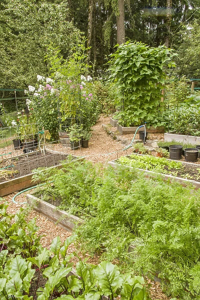 Issaquah, Washington State, USA. Garden full of raised bed gardens, including red ace beets