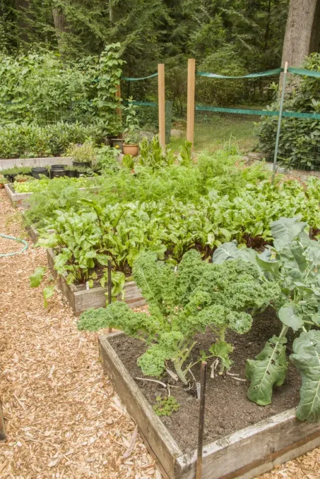 Framed Print : Issaquah, Washington State, USA. Row of raised bed gardens, with Dutch Blue Scotch