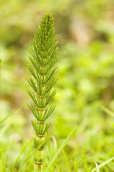 Issaquah, Washington State, USA. Common horsetail found on the Swamp trail of Tiger Mountain