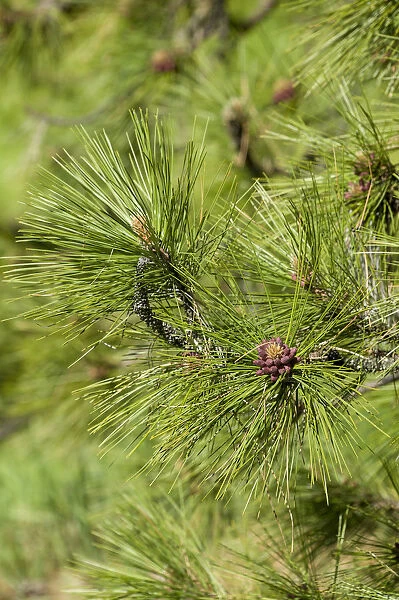Issaquah, Washington State, USA. Close-up of Ponderosa pine tree needles and young pine cones