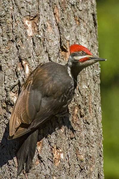 Issaquah, Washington State, USA. Pileated woodpecker on a tree trunk