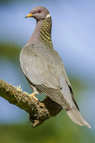 Issaquah, Washington State, USA. Band-tailed Pigeon (Columba fasciata) sitting on a branch