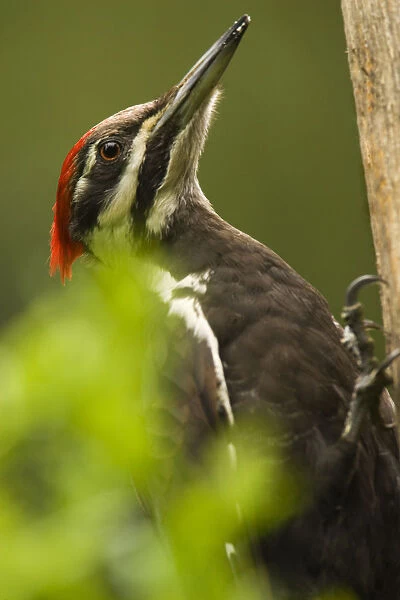 Issaquah, Washington State, USA. Pileated woodpecker close-up on a tree trunk