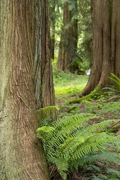 Issaquah, Washington State, USA. Western Redcedar tree trunks with western sword ferns