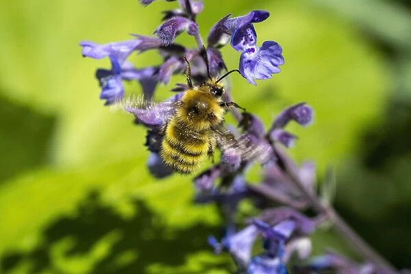 Issaquah, Washington State, USA. Honeybee pollinating a Walker