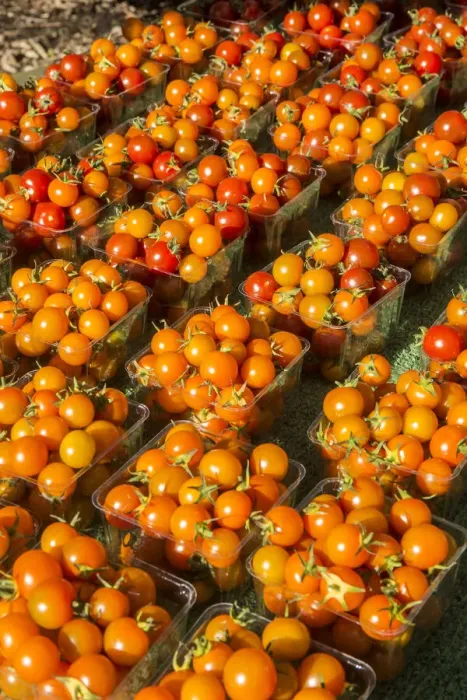 Framed Print : Issaquah, Washington State, USA. Pints of cherry tomatoes for sale at a Farmers Market