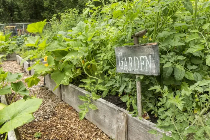 Framed Print : Issaquah, Washington State, USA. Cherry tomato plants growing with small tomato cages, in a raised bed garden. The bountiful volume of leaves has way overgrown the small tomato cages