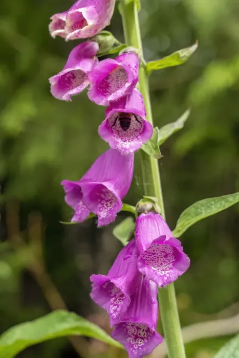 Framed Print : Issaquah, Washington State, USA. Common Foxglove (Digitalis purpurea) is a perennial or biennial, and has spikes of tubular flowers. A bumble bee is pollinating one of the blossoms Framed Print : Issaquah, Washington State, USA. Common Foxglove (Digitalis purpurea) is a perennial or biennial, and has spikes of tubular flowers. A bumble bee is pollinating one of the blossoms
