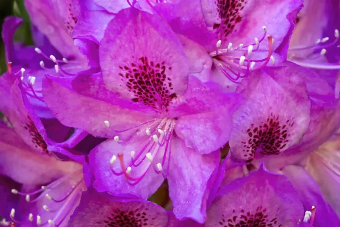 Framed Print : Issaquah, Washington State, USA. Deep Pink rhododendron in bloom. Also called Pacific Rhododendron, California rosebay, coast rhododendron or big leaf rhododendron Framed Print : Issaquah, Washington State, USA. Deep Pink rhododendron in bloom. Also called Pacific Rhododendron, California rosebay, coast rhododendron or big leaf rhododendron