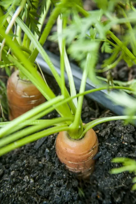 Framed Print : Issaquah, Washington State, USA. Yaya carrots growing with tops showing, ready to harvest. The drip watering system shown provides a water efficient way of keeping the bed watered Framed Print : Issaquah, Washington State, USA. Yaya carrots growing with tops showing, ready to harvest. The drip watering system shown provides a water efficient way of keeping the bed watered