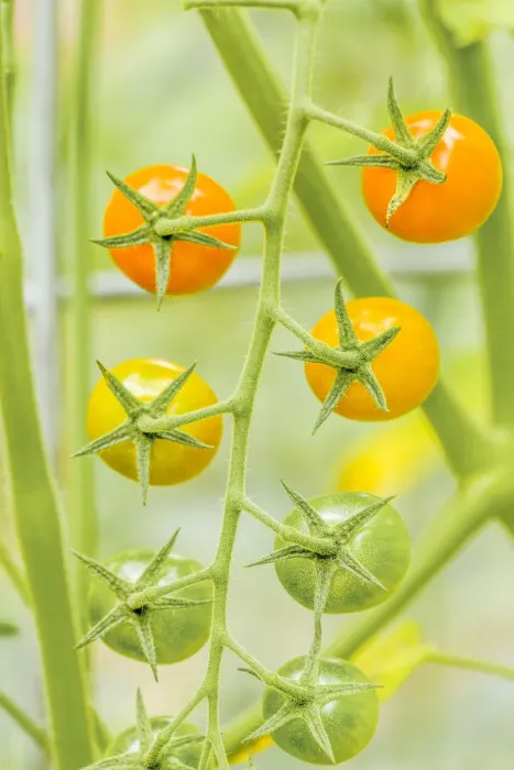 Framed Print : Issaquah, Washington State, USA. Cluster of Sun Gold cherry tomatoes growing on the vine, in various stages of ripeness. This is an indeterminate tomato