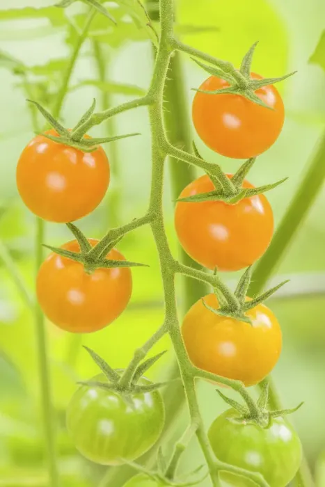 Framed Print : Issaquah, Washington State, USA. Cluster of Sun Gold cherry tomatoes growing on the vine, in various stages of ripeness. This is an indeterminate tomato Framed Print : Issaquah, Washington State, USA. Cluster of Sun Gold cherry tomatoes growing on the vine, in various stages of ripeness. This is an indeterminate tomato