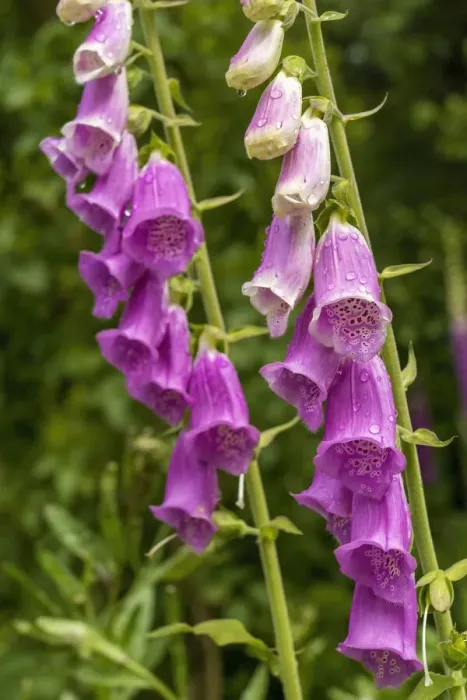 Framed Print : Issaquah, Washington State, USA. Common Foxglove (Digitalis purpurea) is a perennial or biennial, and has spikes of tubular flowers Framed Print : Issaquah, Washington State, USA. Common Foxglove (Digitalis purpurea) is a perennial or biennial, and has spikes of tubular flowers