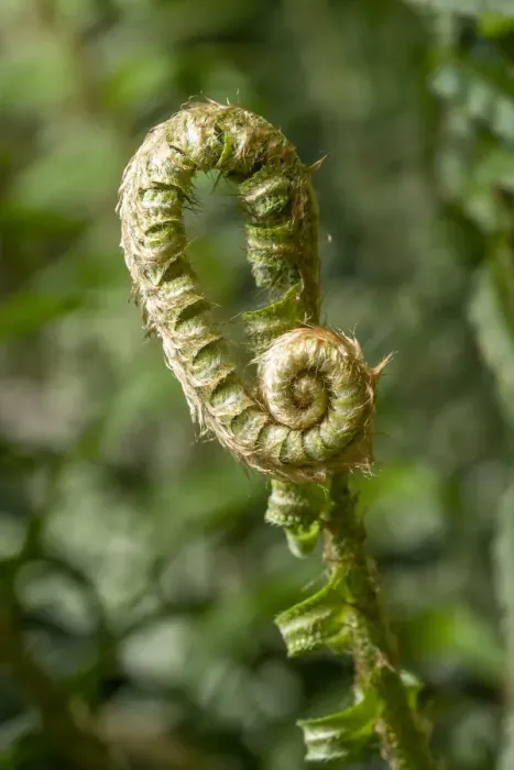 Framed Print : Issaquah, Washington State, USA. Western Swordfern fiddleheads. Fronds partially unroll their fiddleheads by late May Framed Print : Issaquah, Washington State, USA. Western Swordfern fiddleheads. Fronds partially unroll their fiddleheads by late May