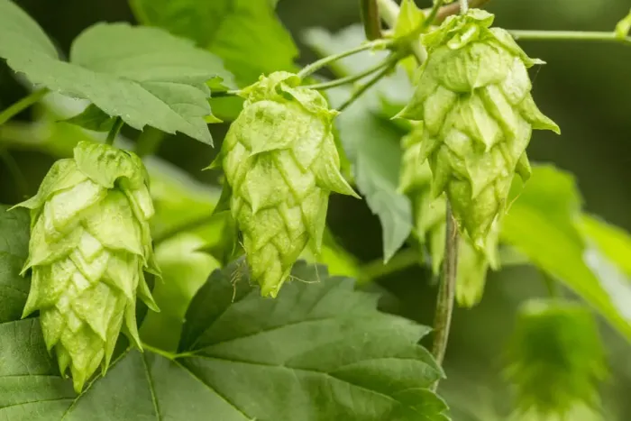 Framed Print : Issaquah, Washington State, USA. Close-up of hops cones. Hops are the female flowers (seed cones, strobiles) of the hop Framed Print : Issaquah, Washington State, USA. Close-up of hops cones. Hops are the female flowers (seed cones, strobiles) of the hop