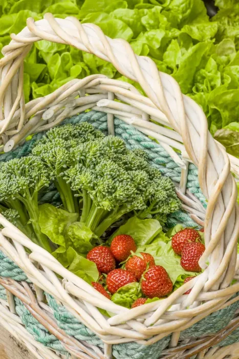 Framed Print : Issaquah, Washington State, USA. Basket of freshly harvested Blue Wind broccoli, Tom Thumb lettuce and strawberries Framed Print : Issaquah, Washington State, USA. Basket of freshly harvested Blue Wind broccoli, Tom Thumb lettuce and strawberries