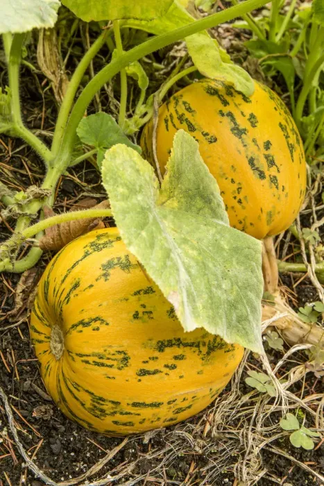 Framed Print : Issaquah, Washington State, USA. Kakai pumpkins growing in a garden. This pumpkin is grown for its hulless seeds Framed Print : Issaquah, Washington State, USA. Kakai pumpkins growing in a garden. This pumpkin is grown for its hulless seeds