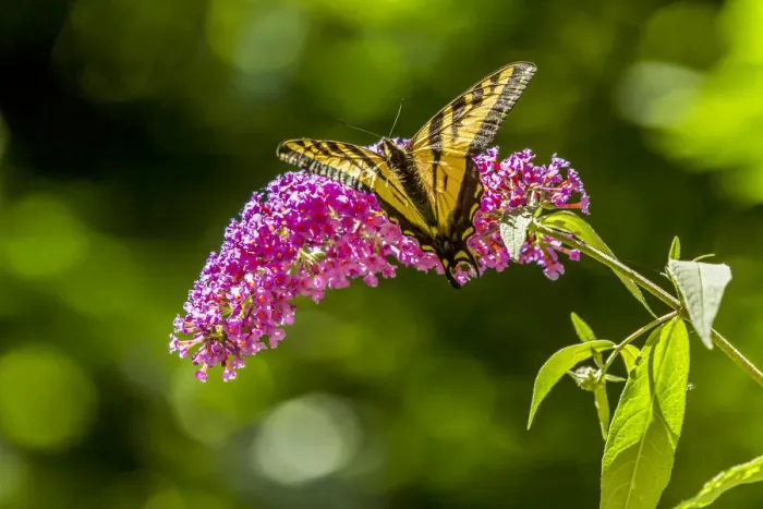 Framed Print : Issaquah, Washington State, USA. Western Tiger Swallowtail butterfly pollinating a Black Knight Butterfly bush Framed Print : Issaquah, Washington State, USA. Western Tiger Swallowtail butterfly pollinating a Black Knight Butterfly bush
