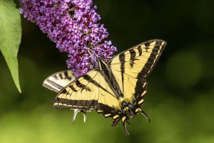 Framed Print : Issaquah, Washington State, USA. Two Western Tiger Swallowtail butterflies pollinating a Butterfly Bush Framed Print : Issaquah, Washington State, USA. Two Western Tiger Swallowtail butterflies pollinating a Butterfly Bush