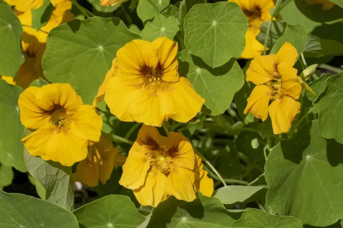 Framed Print : Issaquah, Washington State, USA. Nasturtiums growing in and around a plant cage
