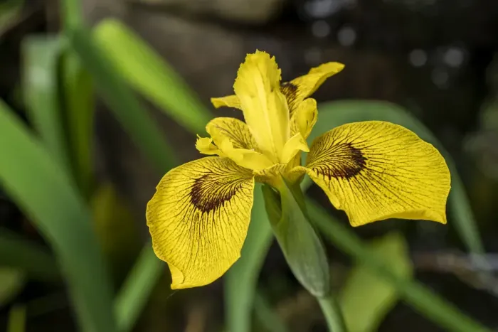 Framed Print : Issaquah, Washington State, USA. Roy Davidson Iris plant growing in a pond