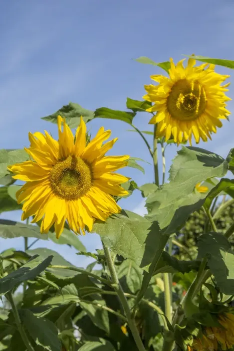Framed Print : Issaquah, Washington State, USA. Sunflower plants on a sunny day Framed Print : Issaquah, Washington State, USA. Sunflower plants on a sunny day