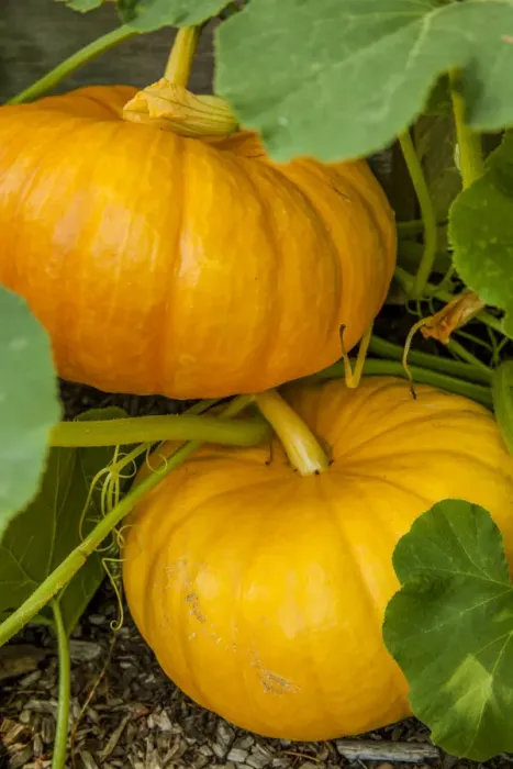 Framed Print : Issaquah, Washington State, USA. Pumpkins ready to harvest Framed Print : Issaquah, Washington State, USA. Pumpkins ready to harvest