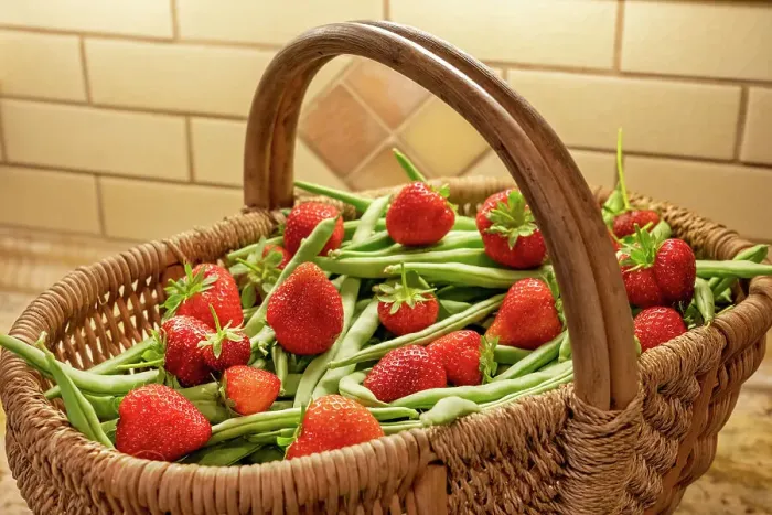 Framed Print : Issaquah, Washington State, USA. Woven basket of freshly harvested green beans and strawberries sitting on a granite kitchen countertop