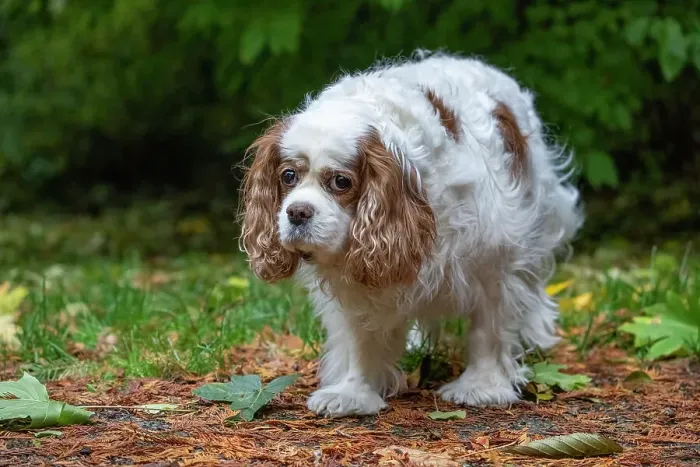 Framed Print : Issaquah, Washington State, USA. Sad-looking, elderly Cavalier King Charles Spaniel walking on a lawn in Autumn Framed Print : Issaquah, Washington State, USA. Sad-looking, elderly Cavalier King Charles Spaniel walking on a lawn in Autumn