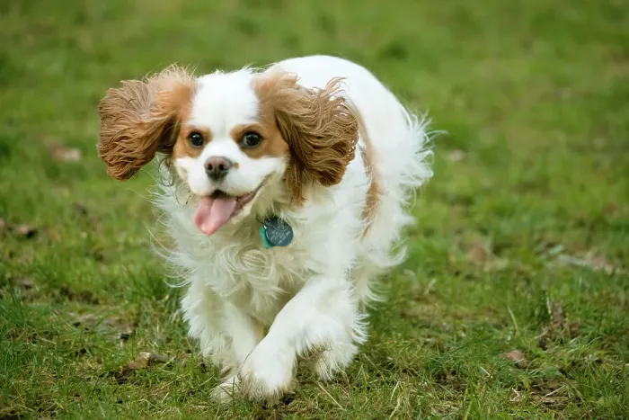 Framed Print : Issaquah, Washington State, USA. Two year old Cavalier King Charles Spaniel running in a grassy park in a park. (PR) Framed Print : Issaquah, Washington State, USA. Two year old Cavalier King Charles Spaniel running in a grassy park in a park. (PR)