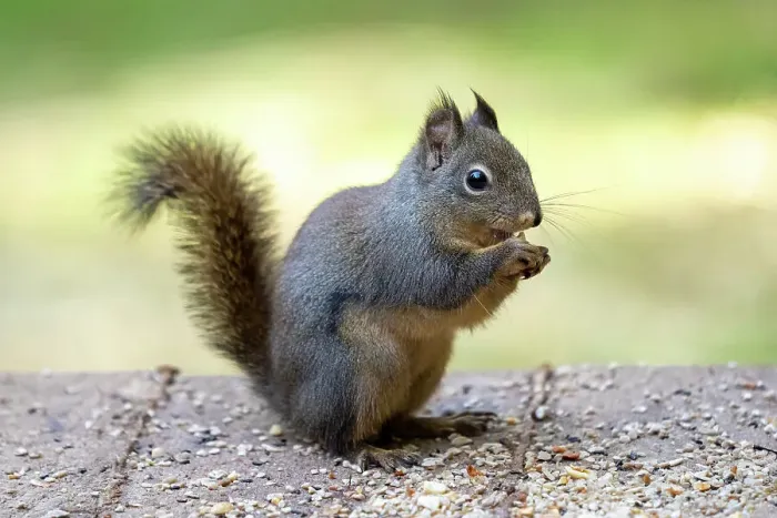 Framed Print : Issaquah, Washington State, USA. Douglas squirrel eating a peanut, standing in the middle of peanuts and birdseed