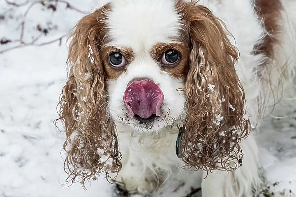 Issaquah, Washington State, USA. Cavalier King Charles Spaniel, hoping for a treat while playing outside on a snowy day. (PR)