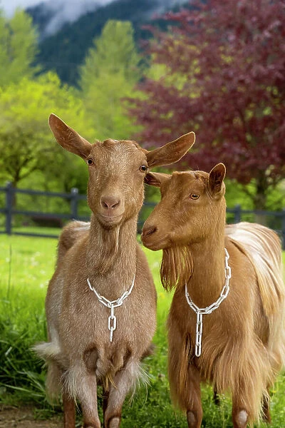 Issaquah, Washington State, USA. Portrait of two female guernsey goats with a meadow behind them. (PR)