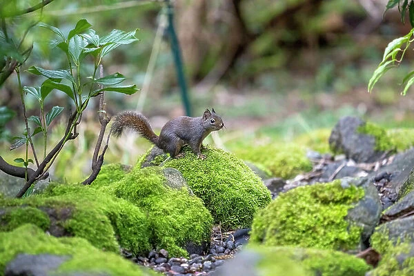 Issaquah, Washington State, USA. Douglas squirrel sitting on a moss-covered rock next to a small stream