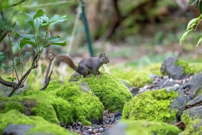 Framed Print : Issaquah, Washington State, USA. Douglas squirrel sitting on a moss-covered rock next to a small stream