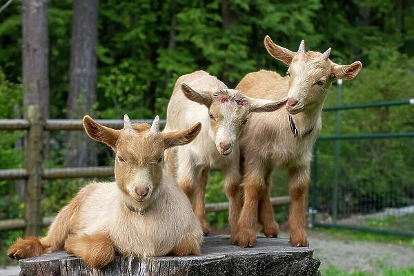 Issaquah, Washington State, USA. Three three-week old guernsey goats on a stump, including one that has been dehorned. (PR)