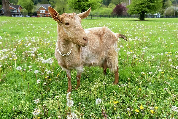 Issaquah, Washington State, USA. Female golden guernsey standing in a meadow. (PR)