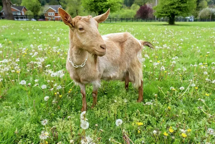 Framed Print : Issaquah, Washington State, USA. Female golden guernsey standing in a meadow. (PR)