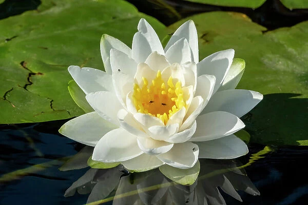 Issaquah, Washington State, USA. Fragrant water lily, considered a Class C noxious weed in this area