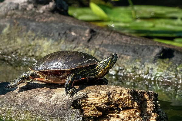 Issaquah, Washington State, USA. Painted turtle sunning on a log
