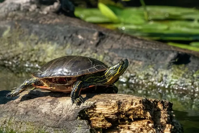 Framed Print : Issaquah, Washington State, USA. Painted turtle sunning on a log Framed Print : Issaquah, Washington State, USA. Painted turtle sunning on a log