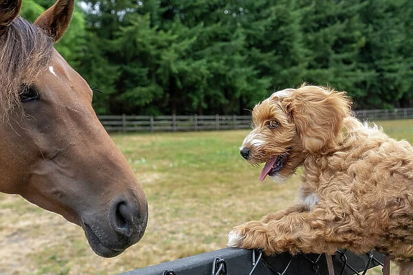 Issaquah, Washington State, USA. 3-month old Aussiedoodle puppy being lifted up to greet a horse. (PR)